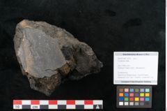 Foto (Objekt + Etikett) von Coniferae indet.  (NHMW-GEO-2024-0188-10319)